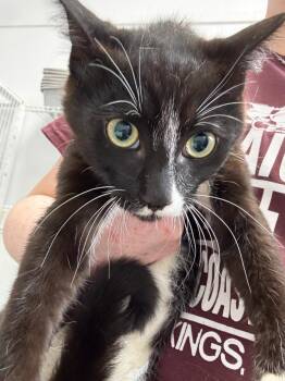 Dagger -  Domestic Short Hair Cat for Adoption in Brookings, Oregon - Dagger | PetCurious