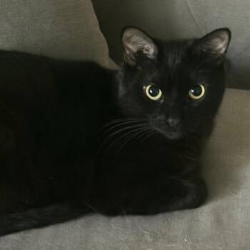 Domestic Short Hair Cats Available for Adoption in Los Angeles, California - Emerald | PetCurious