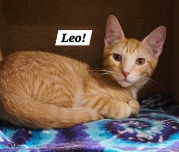 Leo -  Tabby and Domestic Short Hair Cat for Adoption in San Antonio, Texas - Leo | PetCurious