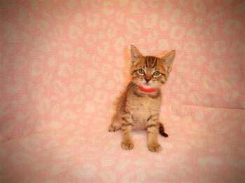 A1411992 -  Domestic Short Hair Cat for Adoption in San Jose, California - A1411992 | PetCurious