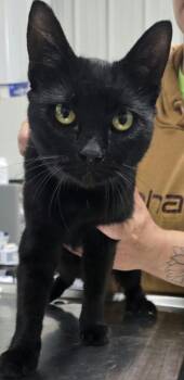 Salem -  American Bobtail Cat for Adoption in Hillsdale, Indiana - Salem | PetCurious