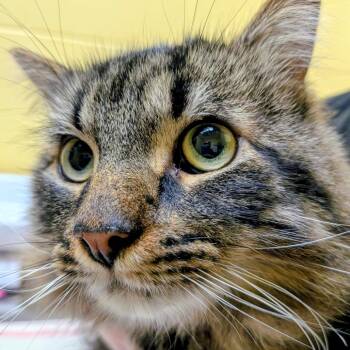 Spooky -  Domestic Long Hair Cat Available for Adoption in Walker, Michigan - Spooky | PetCurious