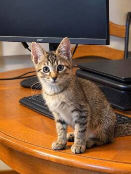 Rochelle -  Domestic Short Hair and Tabby Cat for Adoption in Homer Glen, Illinois - Rochelle | PetCurious