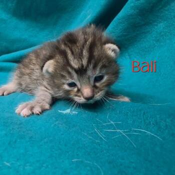 Bali -  Domestic Short Hair Cat for Adoption in Parkersburg, West Virginia - Bali | PetCurious