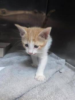 Domestic Short Hair Cats Available for Adoption in El Paso, Texas - 60870674 | PetCurious