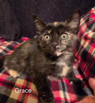 Grace       CM-2 -  Domestic Short Hair Cat for Adoption in Metamora, Illinois - Grace       CM-2 | PetCurious