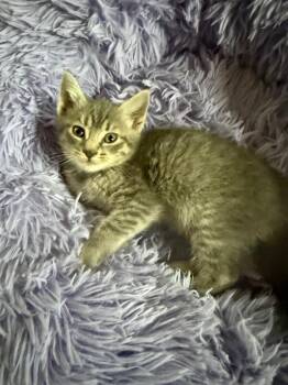 Grissom -  Domestic Short Hair Cat for Adoption - Grissom | PetCurious