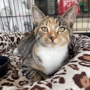 Rescue Tabby and Calico Cats for Adoption in Warren, New Jersey - Abby | PetCurious