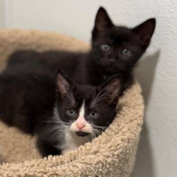 Strudel -  Domestic Short Hair Cat for Adoption in Medford Lakes, New Jersey - Strudel | PetCurious