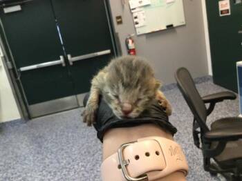 Domestic Short Hair Cats Available for Adoption in Thousand Palms, California - A1911183 | PetCurious