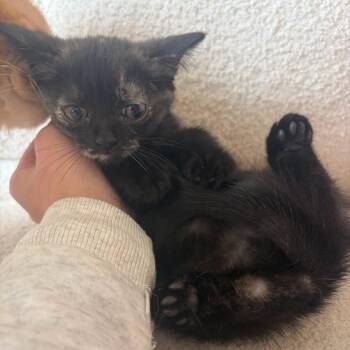 Ohrla -  Domestic Short Hair Cat for Adoption in Rochester, Minnesota - Ohrla | PetCurious