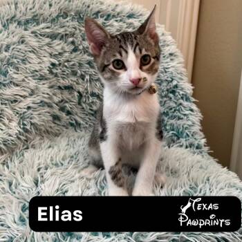 Rescue Tabby Cats for Adoption in Dallas, Texas - Elias | PetCurious