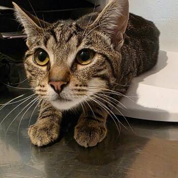 Domestic Short Hair Cats Available for Adoption - Willow (Billy) | PetCurious