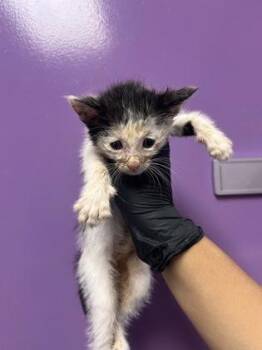 61553442 -  Domestic Short Hair Cat for Adoption in El Paso, Texas - 61553442 | PetCurious