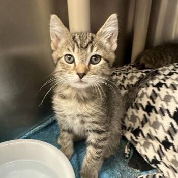Stars Hollow -  Domestic Short Hair Cat for Adoption in Walnut Creek, California - Stars Hollow | PetCurious