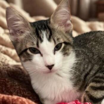 Rescue Domestic Short Hair and Tabby Cats for Adoption in Dallas, Texas - Thomas Magnum | PetCurious