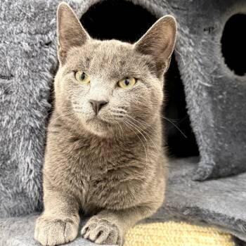 Domestic Short Hair Cats Available for Adoption - Montel | PetCurious