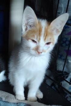 Domestic Short Hair Cats Available for Adoption in Phoenix, Arizona - Homer | PetCurious