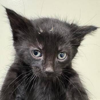 PUT-Stray-14686_2 -  Domestic Short Hair Cat for Adoption in Grantsville, Utah - PUT-Stray-14686_2 | PetCurious