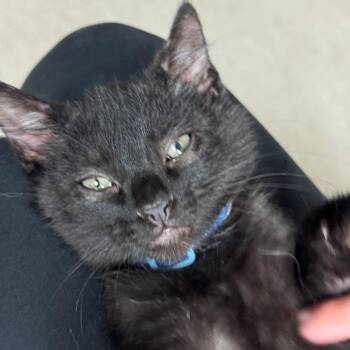 Genie *Meet me at Eagan Petsmart* -  Domestic Short Hair Cat for Adoption in Buffalo, Minnesota - Genie *Meet Me At Eagan Petsmart* | PetCurious