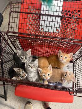 26-1289C -  Domestic Medium Hair Cat for Adoption in Sorrento, Louisiana - 26-1289C | PetCurious