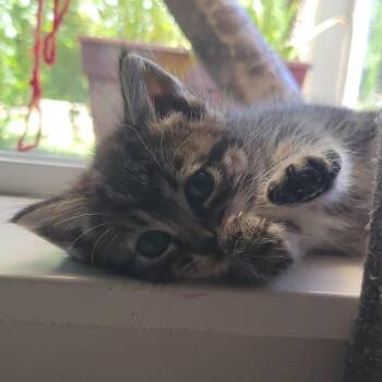 Sausage (Pink) -  Domestic Short Hair Cat for Adoption in Keizer, Oregon - Sausage (Pink) | PetCurious