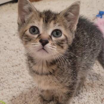 Domestic Short Hair Cats Available for Adoption in Buffalo, Minnesota - Hepburn | PetCurious