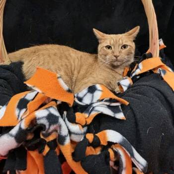 Maria -  Tabby Cat for Adoption in Pueblo, Colorado - Maria | PetCurious