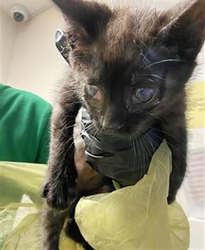 April -  Domestic Short Hair Cat for Adoption in Nashville, Tennessee - April | PetCurious