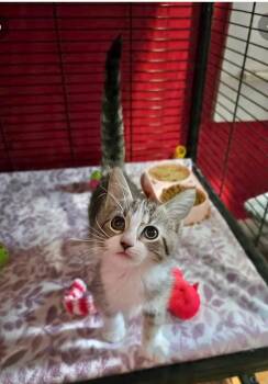 Squiggles -  Domestic Short Hair Cat for Adoption in Saginaw, Michigan - Squiggles | PetCurious