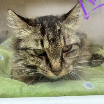 Remedy -  Domestic Long Hair Cat for Adoption in Hinesville, Georgia - Remedy | PetCurious