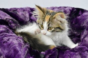 Tiramisu -  Domestic Medium Hair Cat for Adoption in Steinbach, Manitoba - Tiramisu | PetCurious