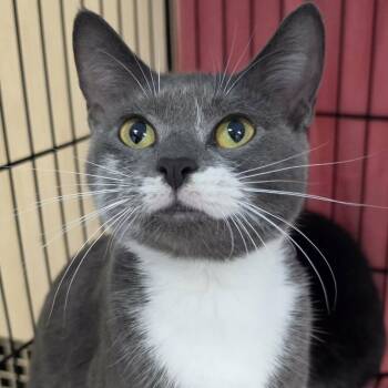 Nutmeg, Pretty Grey Girl -  Domestic Short Hair Cat for Adoption in Meriden, Connecticut - Nutmeg, Pretty Grey Girl | PetCurious