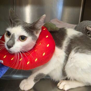 April -  Domestic Short Hair Cat for Adoption in Tipton, Indiana - April | PetCurious