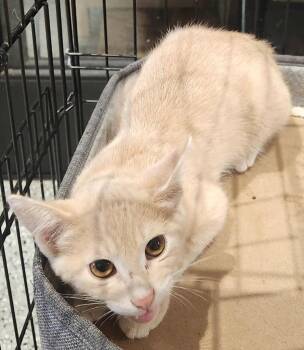 Rescue Domestic Short Hair Cats for Adoption in Republic, Missouri - Chowder | PetCurious