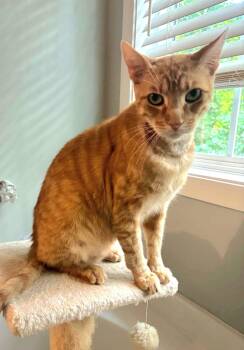 Ignatius -  Tabby and Domestic Short Hair Cat for Adoption in Auburn, Georgia - Ignatius | PetCurious