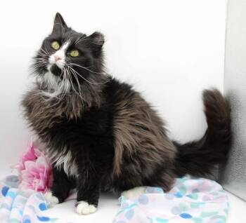 Domestic Long Hair Cats Available for Adoption - Mischief IX | PetCurious