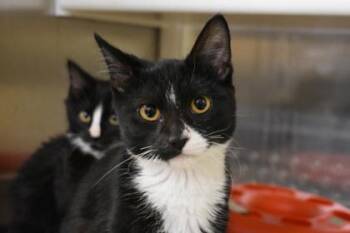 Chris -  Domestic Short Hair Cat for Adoption in Kansas City, Missouri - Chris | PetCurious