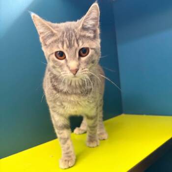 Bubbles -  Domestic Short Hair Cat for Adoption in Waterloo, Iowa - Bubbles | PetCurious
