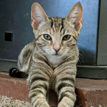 Roxy -  Domestic Short Hair Cat for Adoption in Sonora, California - Roxy | PetCurious