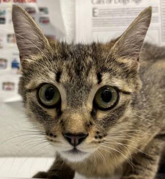 Babykitty -  Domestic Short Hair Cat for Adoption in Golden, Colorado - Babykitty | PetCurious