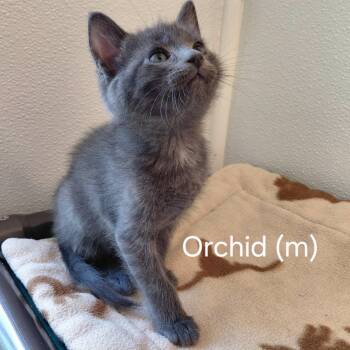 Orchid -  Domestic Short Hair Cat for Adoption in Libby, Montana - Orchid | PetCurious