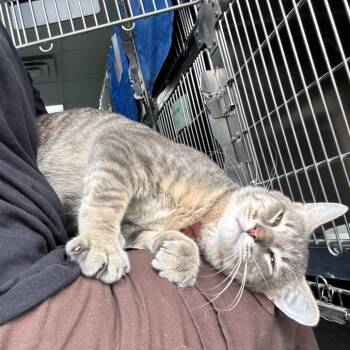Jordan -  Domestic Short Hair Cat for Adoption in Walker, Michigan - Jordan | PetCurious