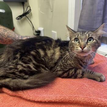 Domestic Medium Hair Cats Available for Adoption - Whispy | PetCurious