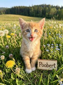 Poobert -  Domestic Medium Hair Cat for Adoption in Heber City, Utah - Poobert | PetCurious