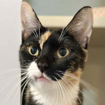 Domestic Short Hair Cats Available for Adoption - Agatha Christie | PetCurious