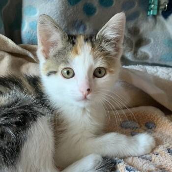 Domestic Short Hair Cats Available for Adoption in Chicago, Illinois - Bessie Coleman | PetCurious