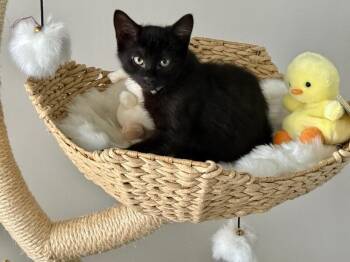 Damon -  Domestic Short Hair Cat for Adoption in North Babylon, New York - Damon | PetCurious