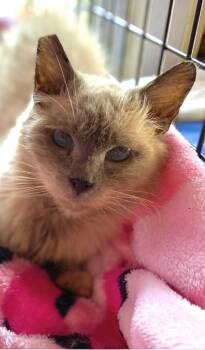 Rescue Siamese and Domestic Long Hair Cats for Adoption in Inglewood, California - Violet | PetCurious