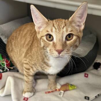 Dorito -  Domestic Short Hair Cat for Adoption in Ashland, Massachusetts - Dorito | PetCurious